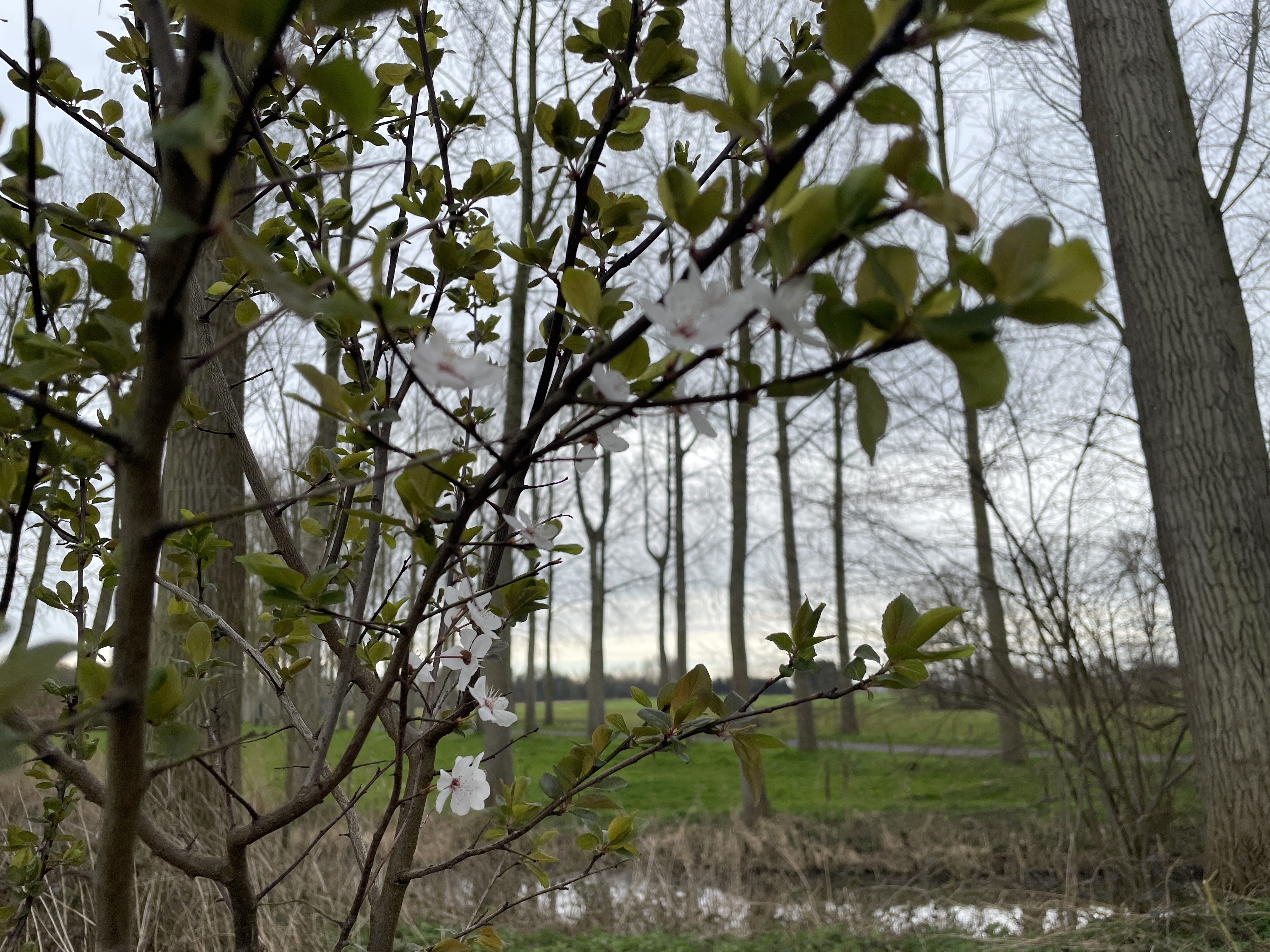 spring 1
